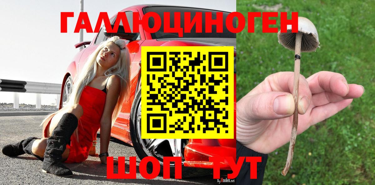 Псилоцибиновые грибы Cubensis Малгобек